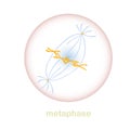 Metaphase part of the mitosis cell cycle scheme. Object isolated for education, for medical art object Royalty Free Stock Photo